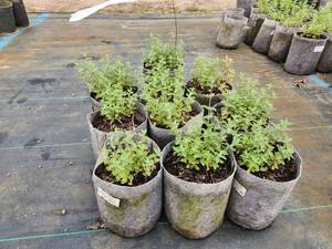 lot 289 image: Lot of (10) Catmint - Walkers Low #1 Grow Bag