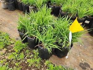lot 290 image: Lot of (10) Daylily - Stella Supreme #1 Grow Bag