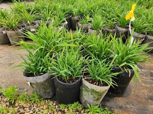 lot 292 image: Lot of (10) Daylily - Happy Ever Appster - Rosy Returns #1 Grow Bag