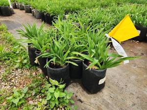 lot 291 image: Lot of (10) Daylily - Purple de Oro #1 Grow Bag