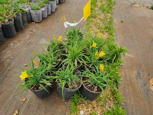 Lot of (10) Daylily - Stella de Oro #1 Pot