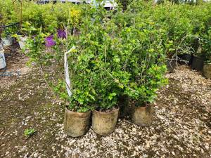 lot 295 image: Lot of (5) Currant - Alpine #2 Grow Bag