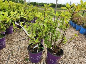 lot 353 image: Lot of (3) Hydrangea - Diamond Rouge - First Edition #2 Pot