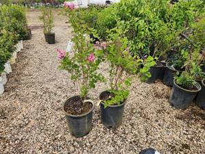 lot 372 image: Lot of (2) Lilac - Tinkerbelle #5 Pot