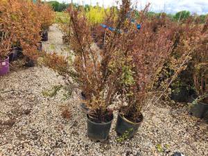 lot 383 image: Lot of (3) Ninebark - Spicy Devil - First Edition #3 Pot