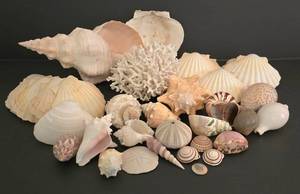 lot 273 image: Large Shell & Coral Collection