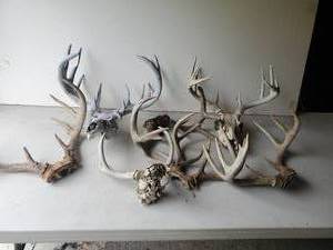 lot 173 image: Lot of Deer Antlers for display or crafts some with skulls
