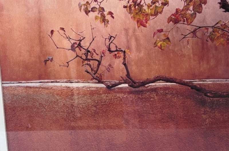 lot 298 image: Framed Photograph by Patricia Stanton - Capturing Natures Portrait