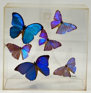 lot 131 image: Plexiglass Butterfly Display Frames