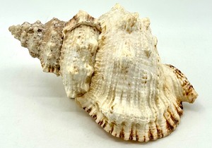 lot 216 image: Large Natural Conch Sea Shell Decor
