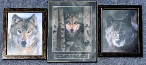 lot 304 image: Set of 3 Wolf Portraits in Frames