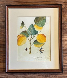 lot 73 image: The Apricooke print by John Tradesscant