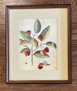 lot 30 image: Framed Botanical Artwork with Fruit and Snail Illustration