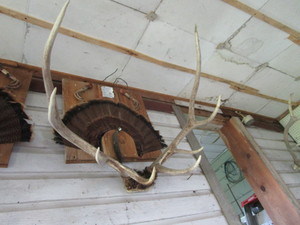 lot 54 image: Elk horn mount...