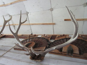 lot 55 image: Elk horn mount...