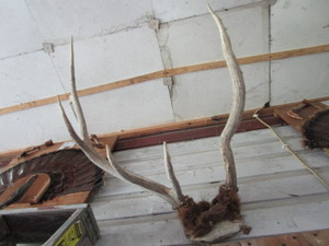 lot 56 image: Elk horn mount...
