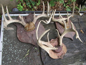 Three sets horns, mounted...