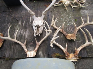 lot 119 image: Four sets of horns...