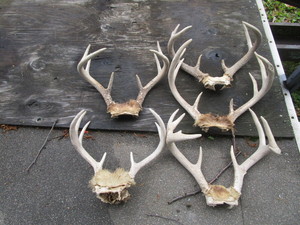 lot 120 image: Five sets of horns...