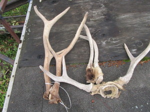 lot 121 image: Three sets horns  ...