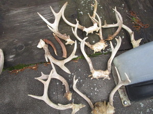 lot 122 image: Multiple horns, sets & singles...