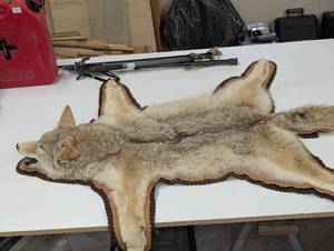 lot 264 image: Colorado Coyote Pelt - Brown Felt Backing