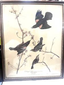 lot 63 image: Vintage Audubon Redwinged Starling Framed Print
