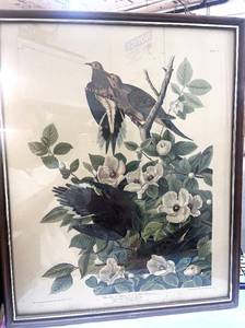 lot 65 image: Vintage Audubon Carolina Pigeon Framed Print