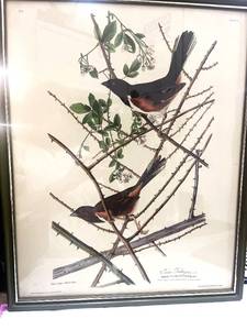 lot 67 image: Vintage Audubon Tonee Bunting Framed Print