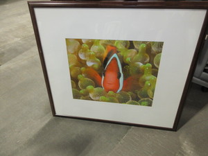 lot 508 image: CLOWN FISH PHOTO BY J. MALO
