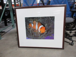 lot 521 image: CLOWN FISH PHOTOGRAPH BY J. MALO