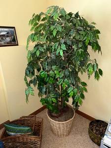 lot 135 image: Large Artificial Ficus Tree in Wicker Basket