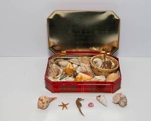 lot 59 image: Sea Shell Collection