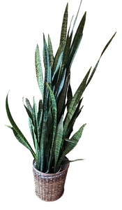 lot 93 image: Large 66 Live Snake House Plant