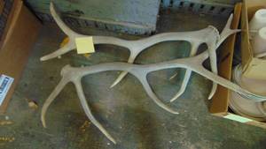 lot 350 image: Set of Large Antlers