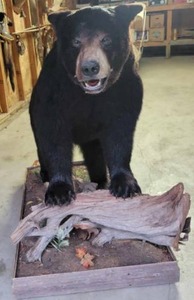 lot 21 image: BEAR MOUNT