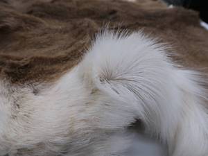 lot 35 image: DEER SKIN  HIDE