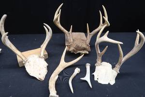 lot 55 image: ASSORTED DEER ANTLERS