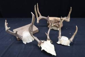 lot 56 image: ANTLERS