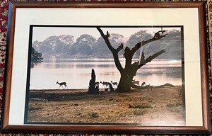 lot 60 image: Framed Wildlife Photo of African Antelopes by the Water