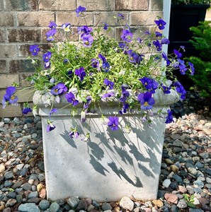 lot 191 image: Square Concrete Planter with Purple Flowers