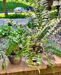 lot 196 image: Set of 2 Potted Outdoor Fern Plants