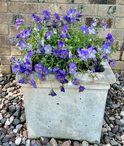 lot 192 image: Square Concrete Planter with Purple Flowers