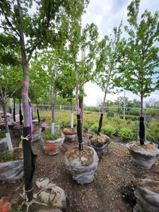 lot 11 image: Autumn Blaze Maple 3 caliper.