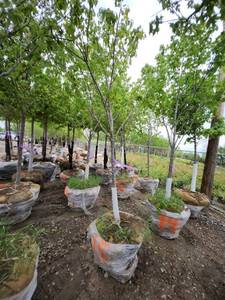 lot 15 image: Red Maple - 2.5 caliper