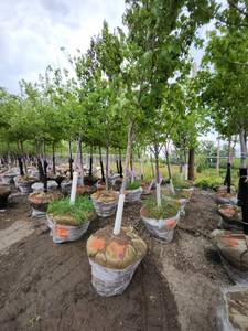 lot 17 image: Red Maple - 2.5 caliper