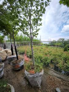 lot 22 image: B&B Red Maple - 2 12 caliper