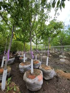 lot 52 image: Autumn Blaze B&B Tree - 2.5 caliper