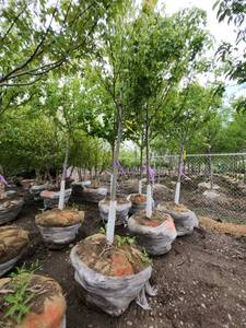 lot 53 image: Autumn Blaze B&B Tree - 2.5 caliper