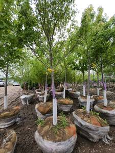 lot 54 image: Autumn Blaze B&B Tree - 2.5 caliper